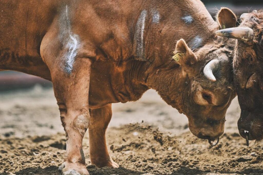 Growing movement in Korea challenges tradition of bullfighting